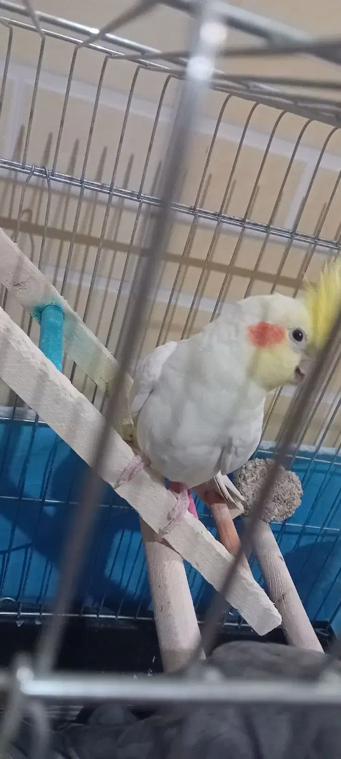 عروس هلندی|پرنده|بروجرد, |دیوار