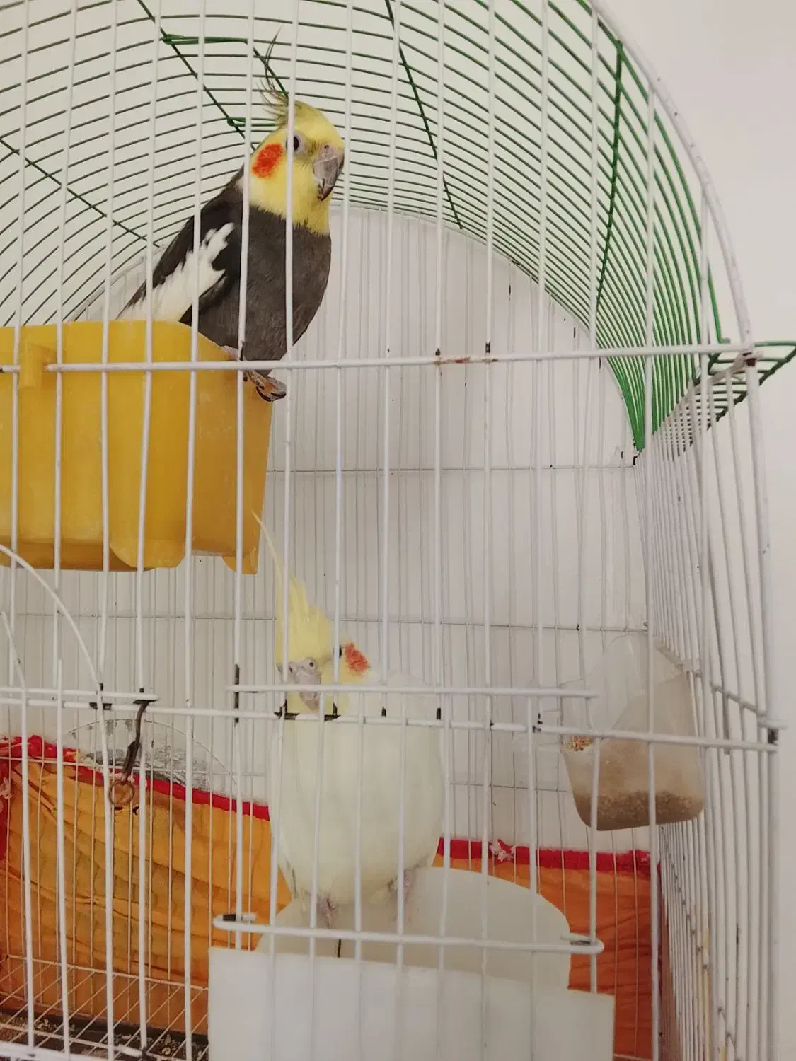 عروس هلندی خوب|پرنده|بردسکن, |دیوار