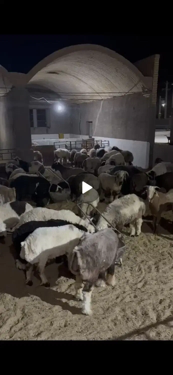 بره نر و ماده درجه یک|حیوانات مزرعه|زارچ, |دیوار