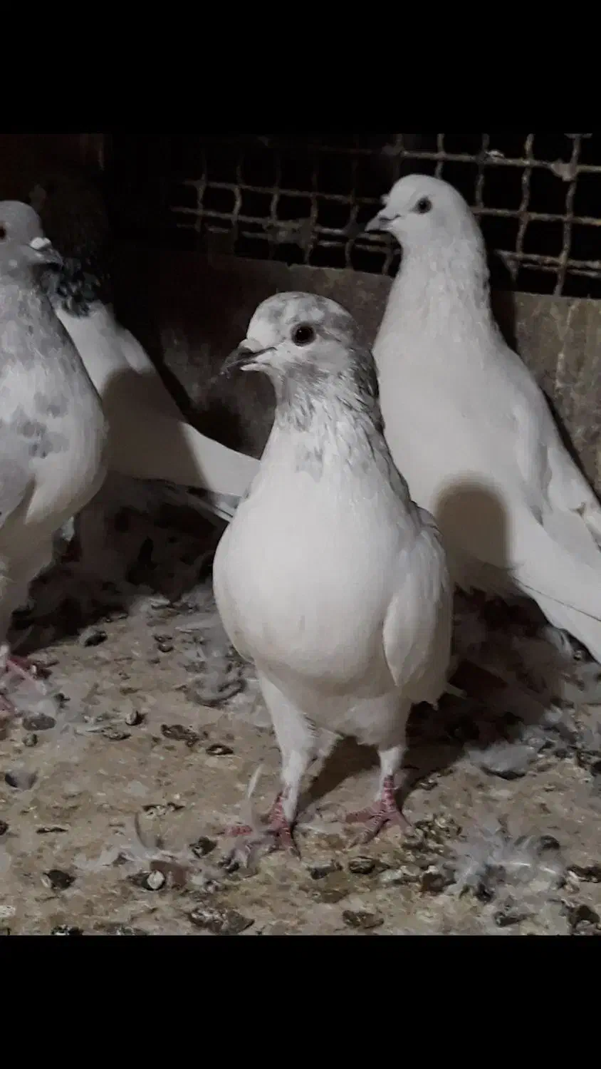 کبوتر|پرنده|اندیشه, اندیشه فاز ۵|دیوار