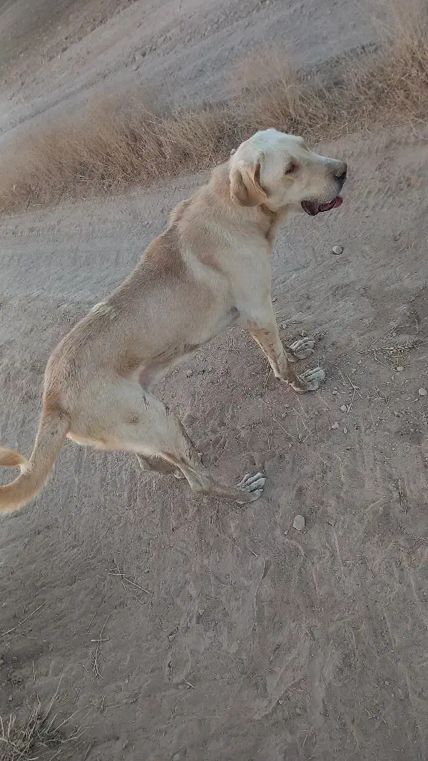 پژدر|سگ|دیواندره, |دیوار