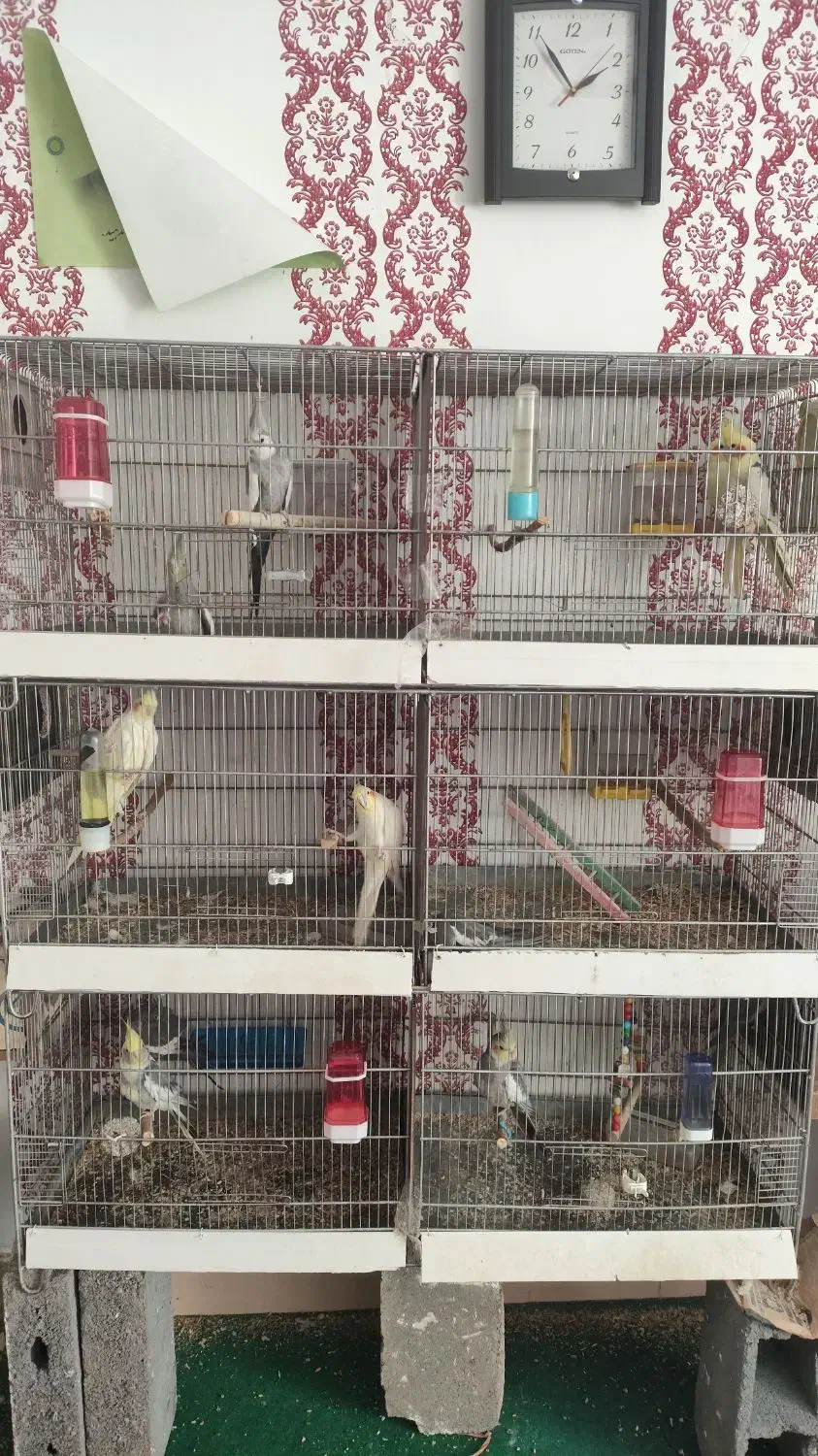 عروس هلندی|پرنده|سنندج, |دیوار