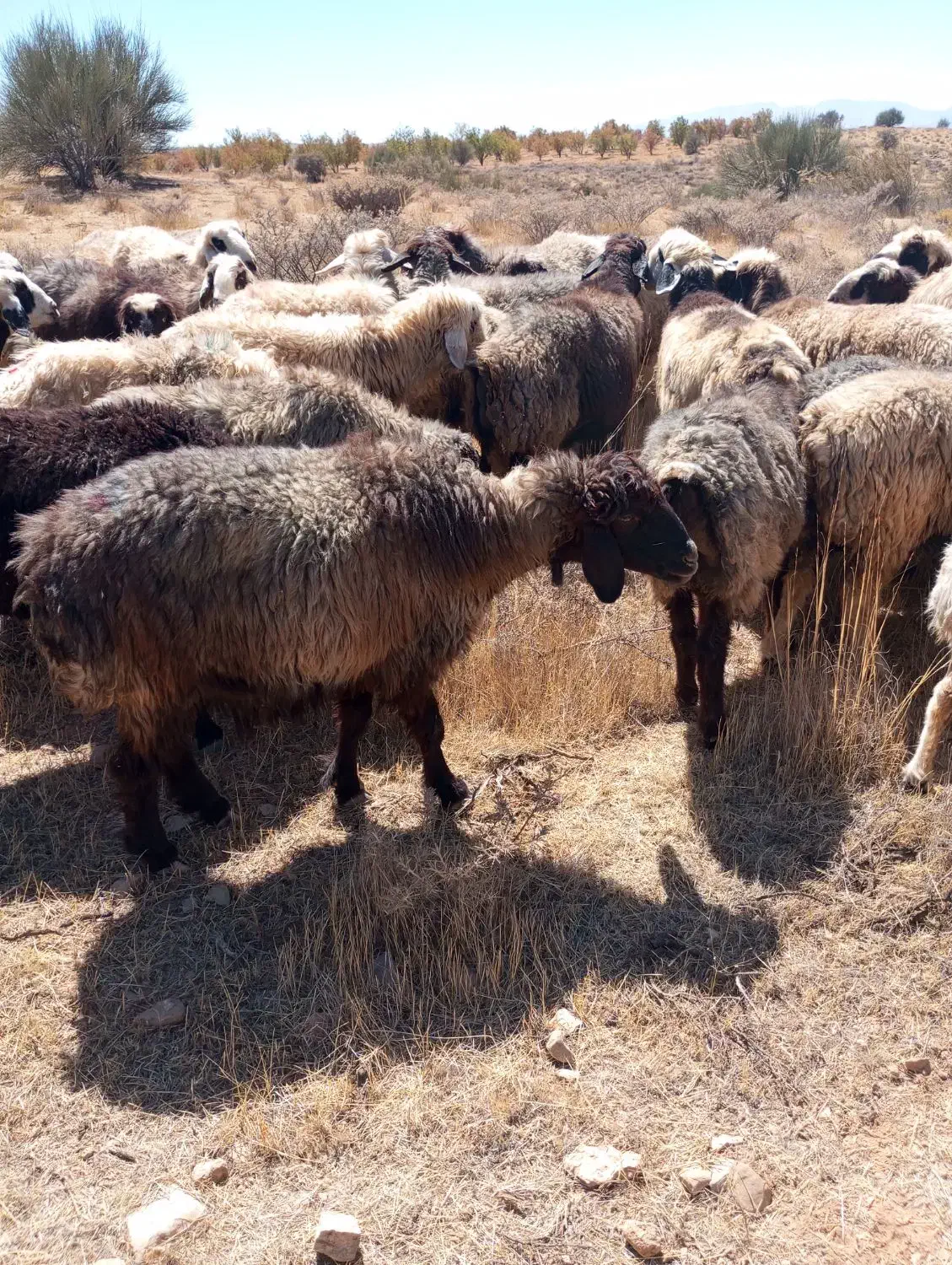 فروش میش(گوسفند)داشتی،|حیوانات مزرعه|شیراز, شهرک ترکان|دیوار
