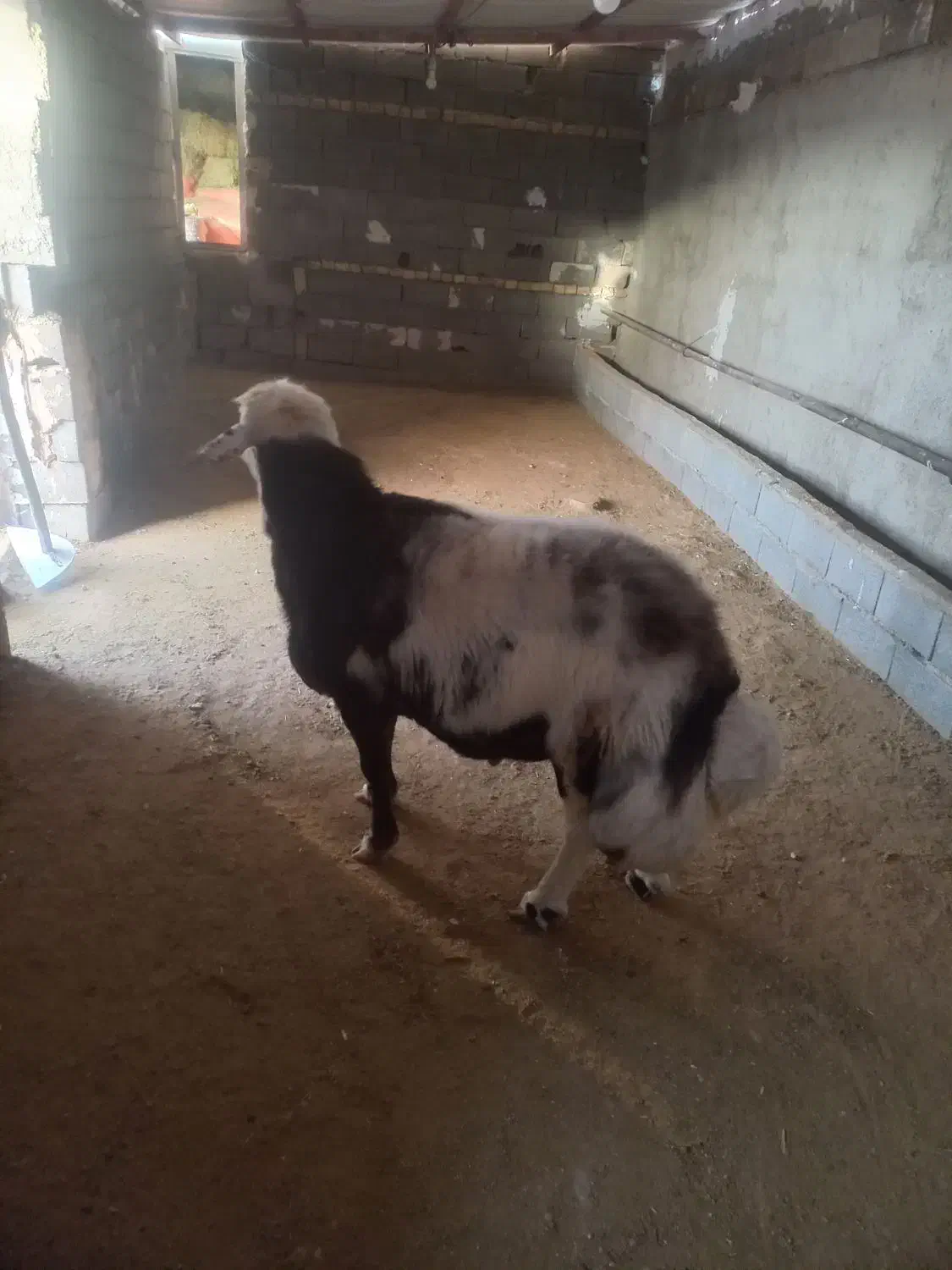 قوچ پلنگی|حیوانات مزرعه|چناران, |دیوار