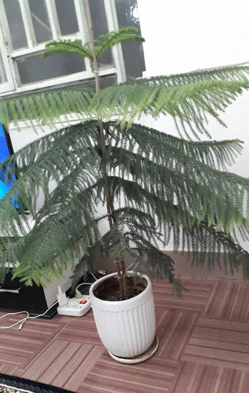 کاج طبیعی (کاج منطبق)|گل و گیاه طبیعی|خرمآباد, |دیوار