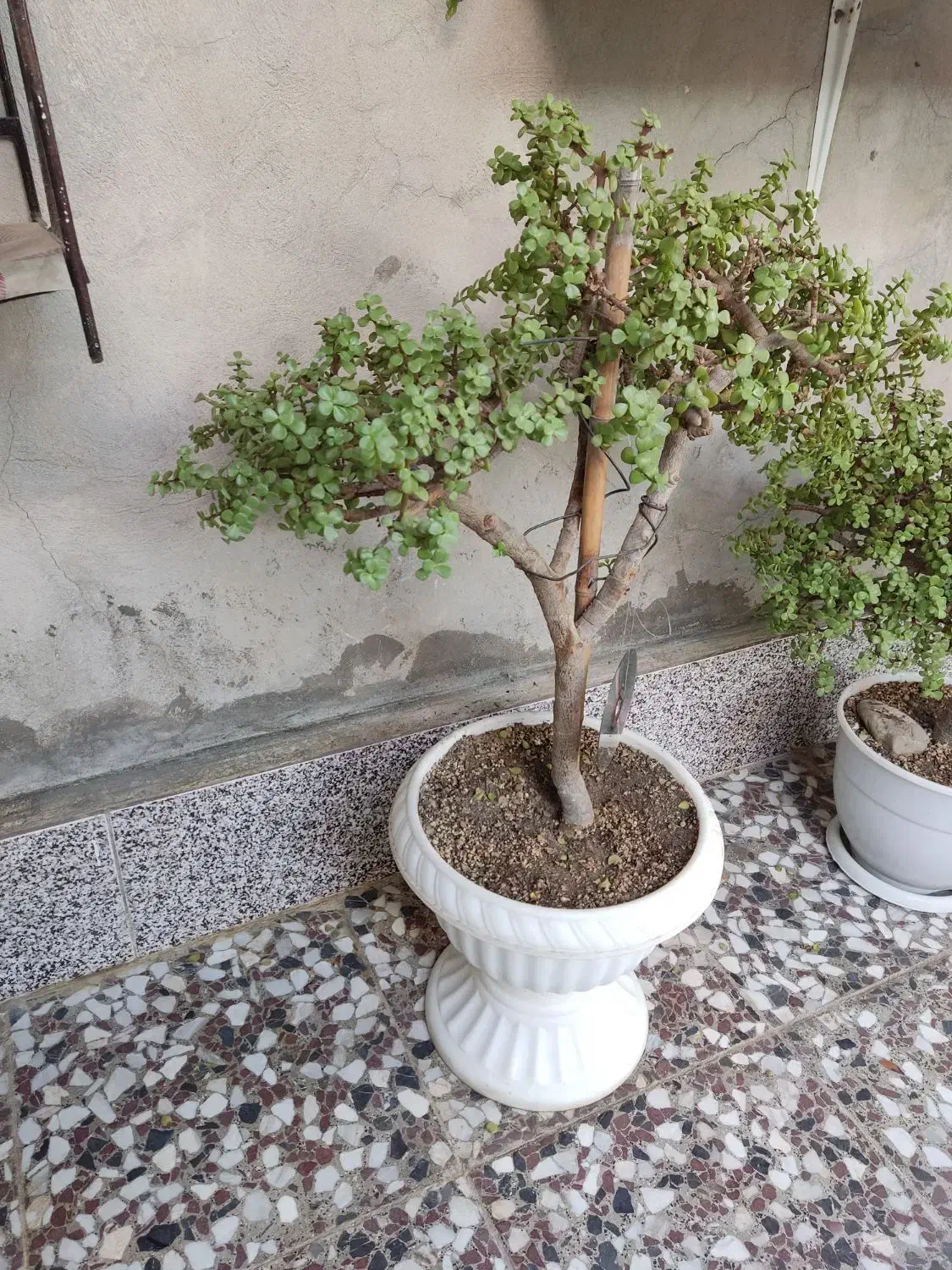 بونسای کراسولا خرفه ای|گل و گیاه طبیعی|قم, لسانی|دیوار