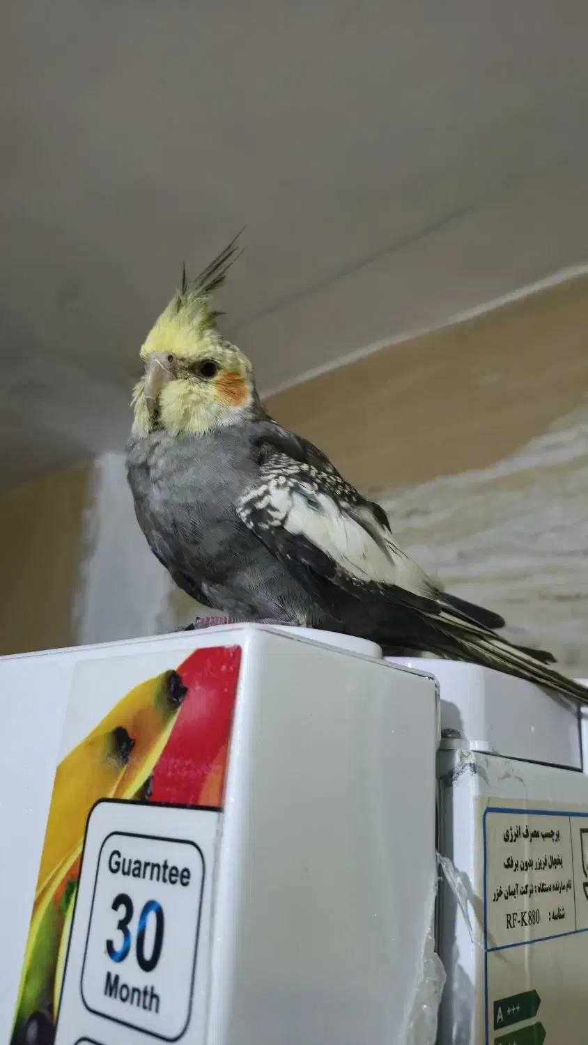 گمشده|پرنده|خرمشهر, |دیوار