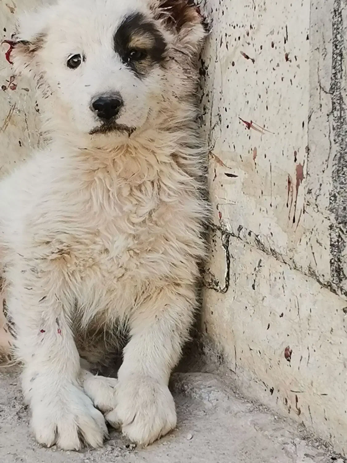 توله سگ افغان اصل|سگ|کرمان, |دیوار