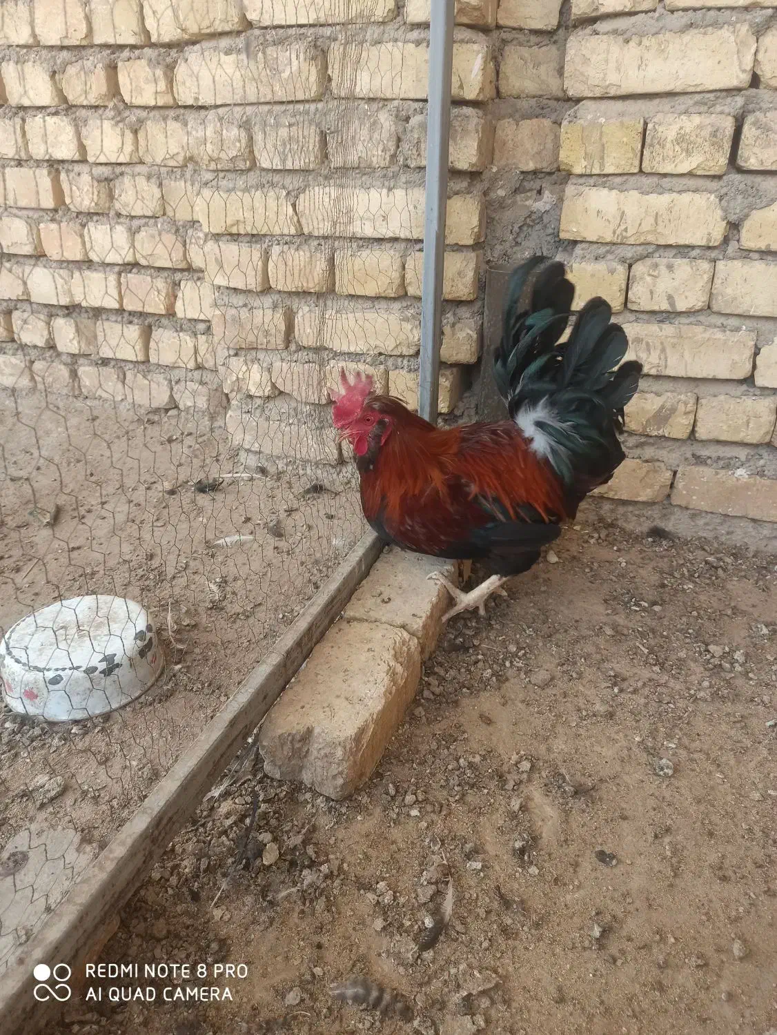 خروس|حیوانات مزرعه|اصفهان, کوی امیریه|دیوار