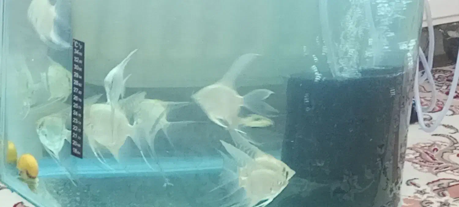 ماهی و اکواریوم|ماهی|نیشابور, شهرک بهداری|دیوار