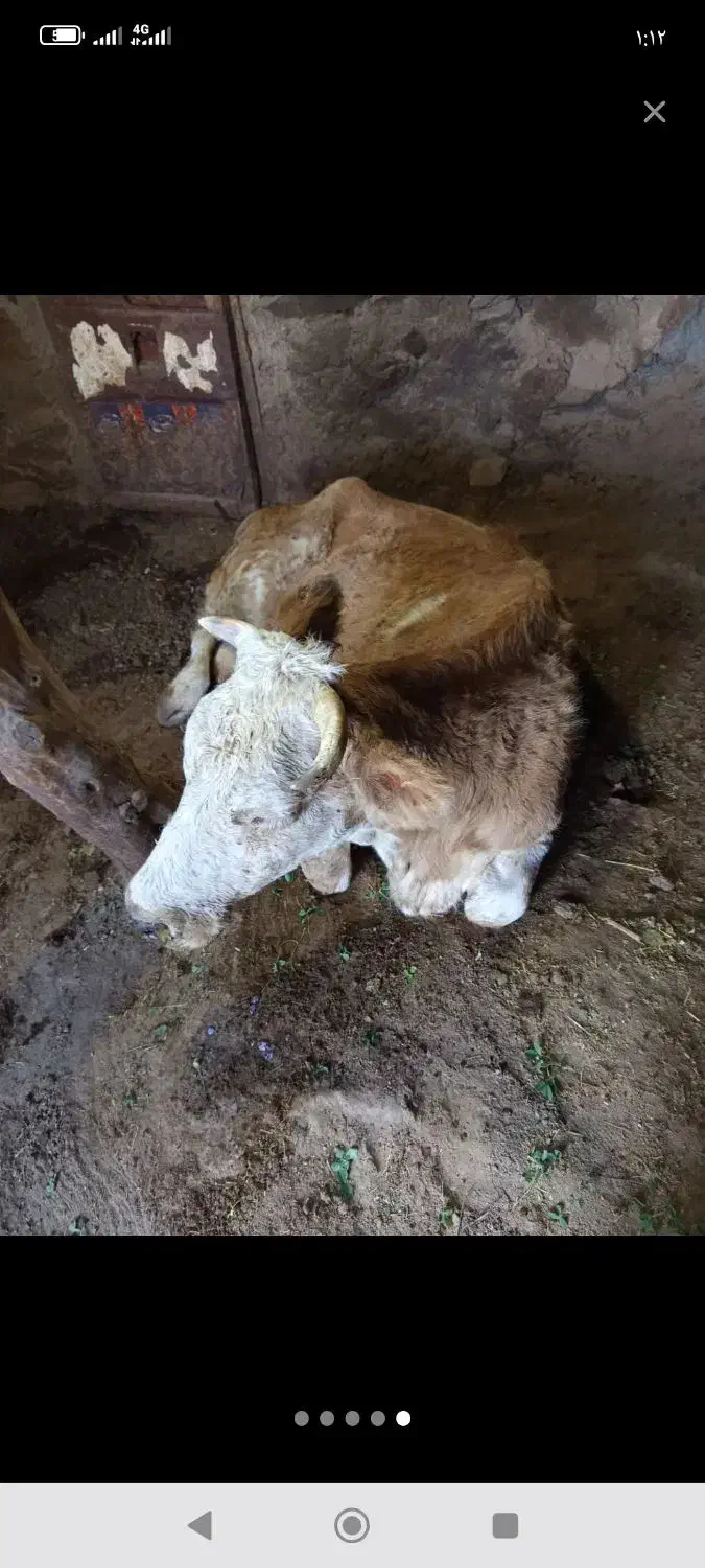 .. گاو‌ افتاده گوساله کسل حال شکسته حزفی|حیوانات مزرعه|دهگلان, |دیوار