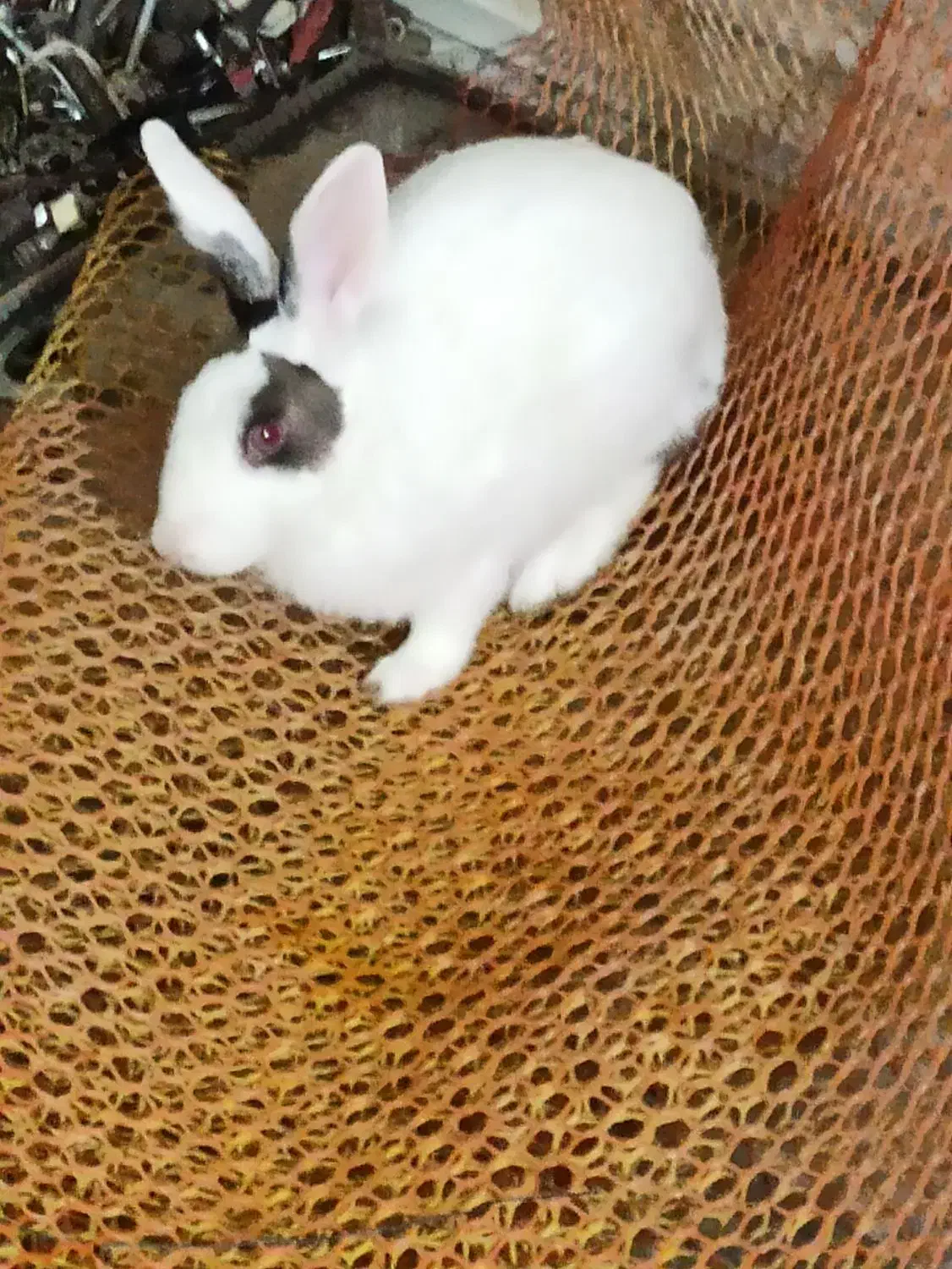 خرگوش چشم قرمز|موش و خرگوش|آبپخش, |دیوار