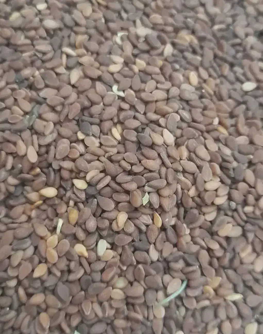 کنجد|خوردنی و آشامیدنی|حاجی آباد, |دیوار