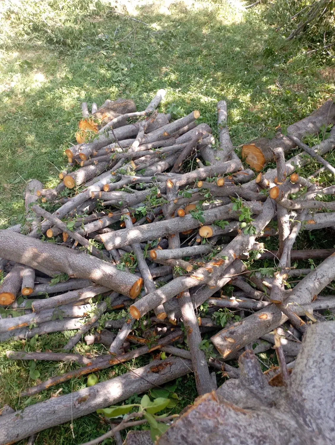 خرید ضایعات وانواع چوب|خدمات باغبانی و درختکاری|میاندوآب, |دیوار