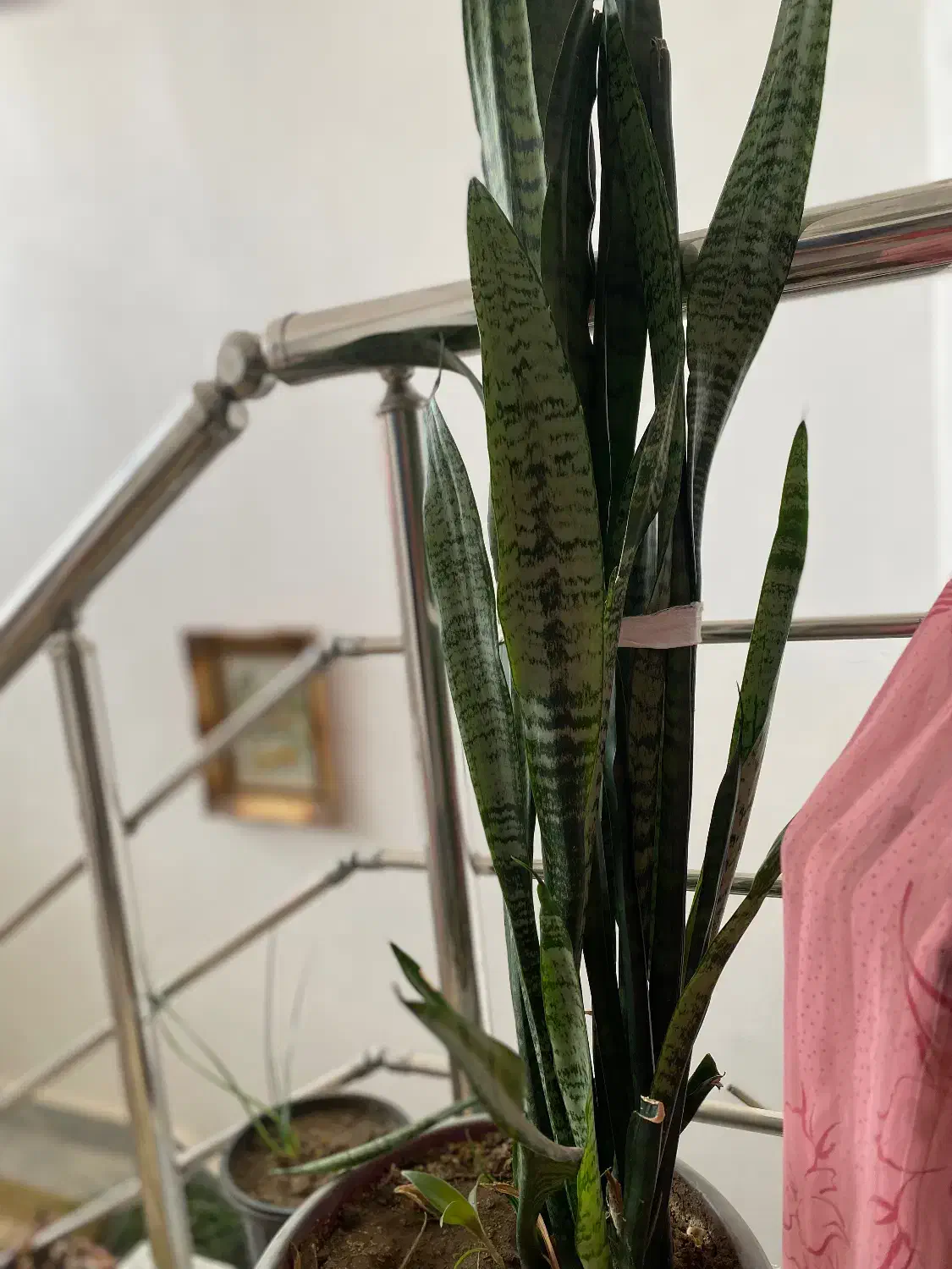 گل طبیعی|گل و گیاه طبیعی|ارومیه, |دیوار