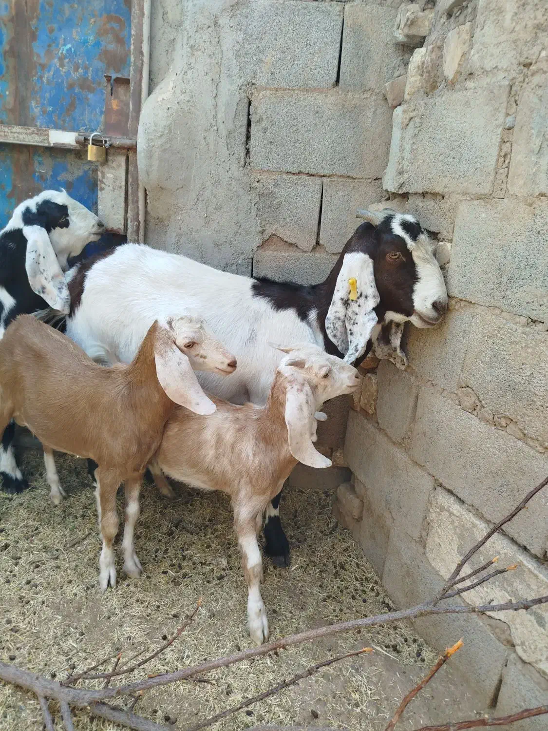 بز دورگ باکره نر|حیوانات مزرعه|مهریز, |دیوار