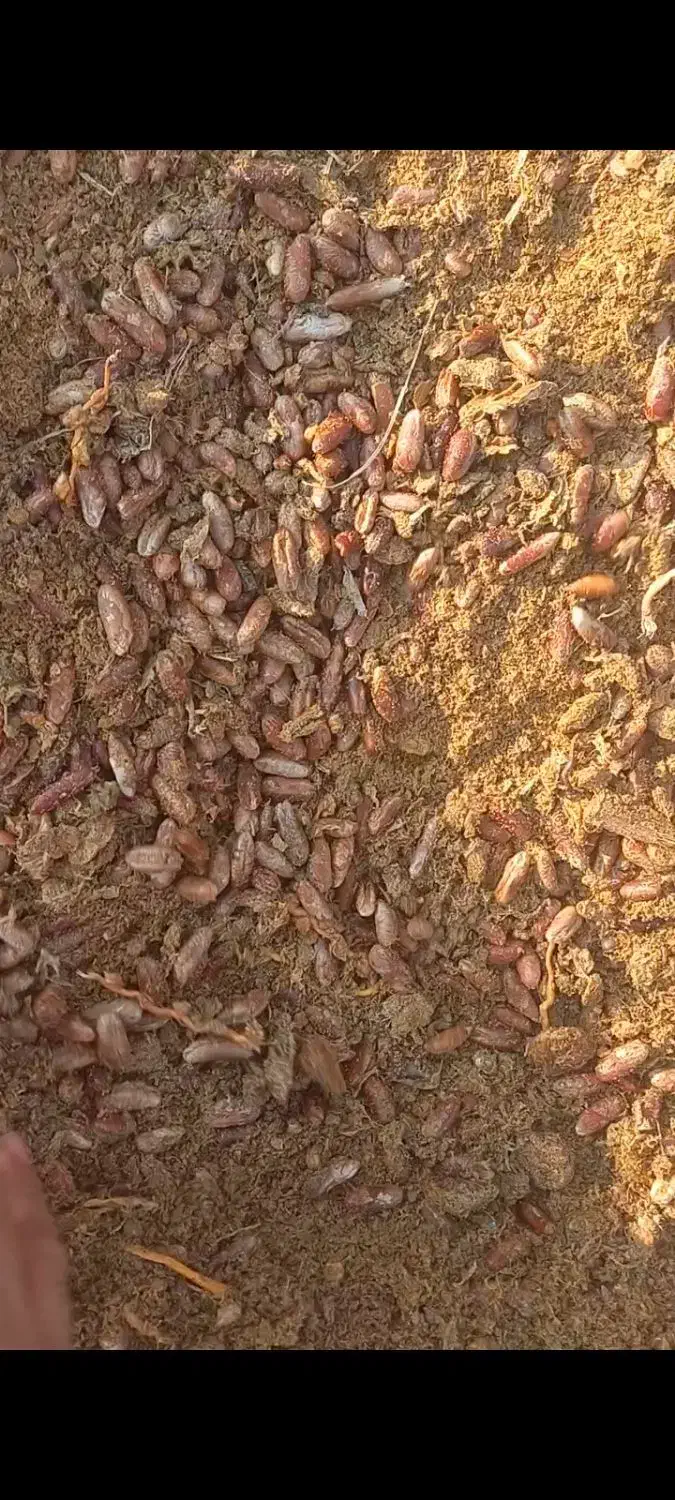 هسته خرما و تفاله قاطی درجه یک و با کمترین رطوبت|حراج|آذرشهر, |دیوار