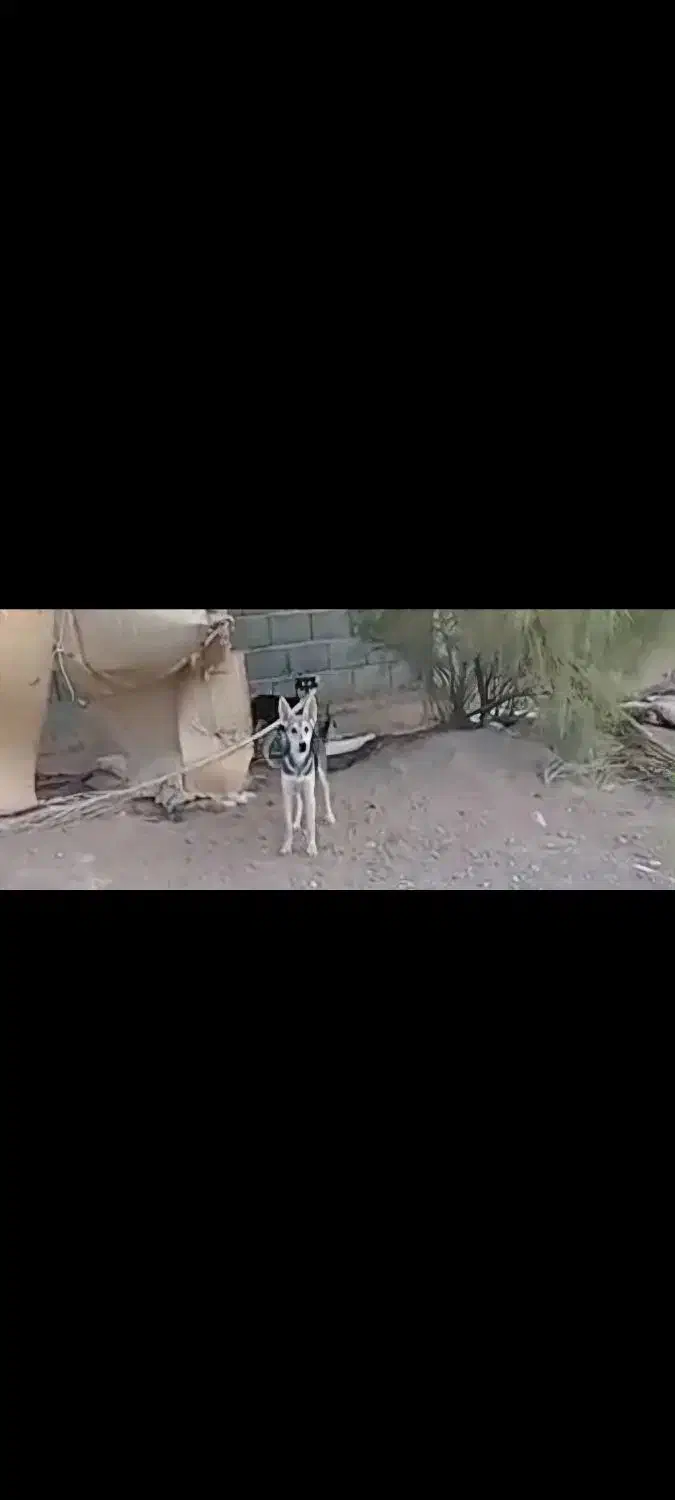 دو سگ ۹ ماه ماده گم شده|حیوانات|کرمان, |دیوار