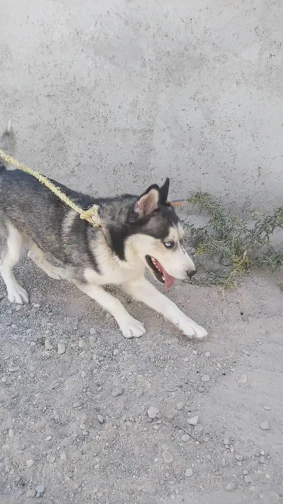 واگذاری سگ هاسکی نر|سگ|باسمنج, |دیوار