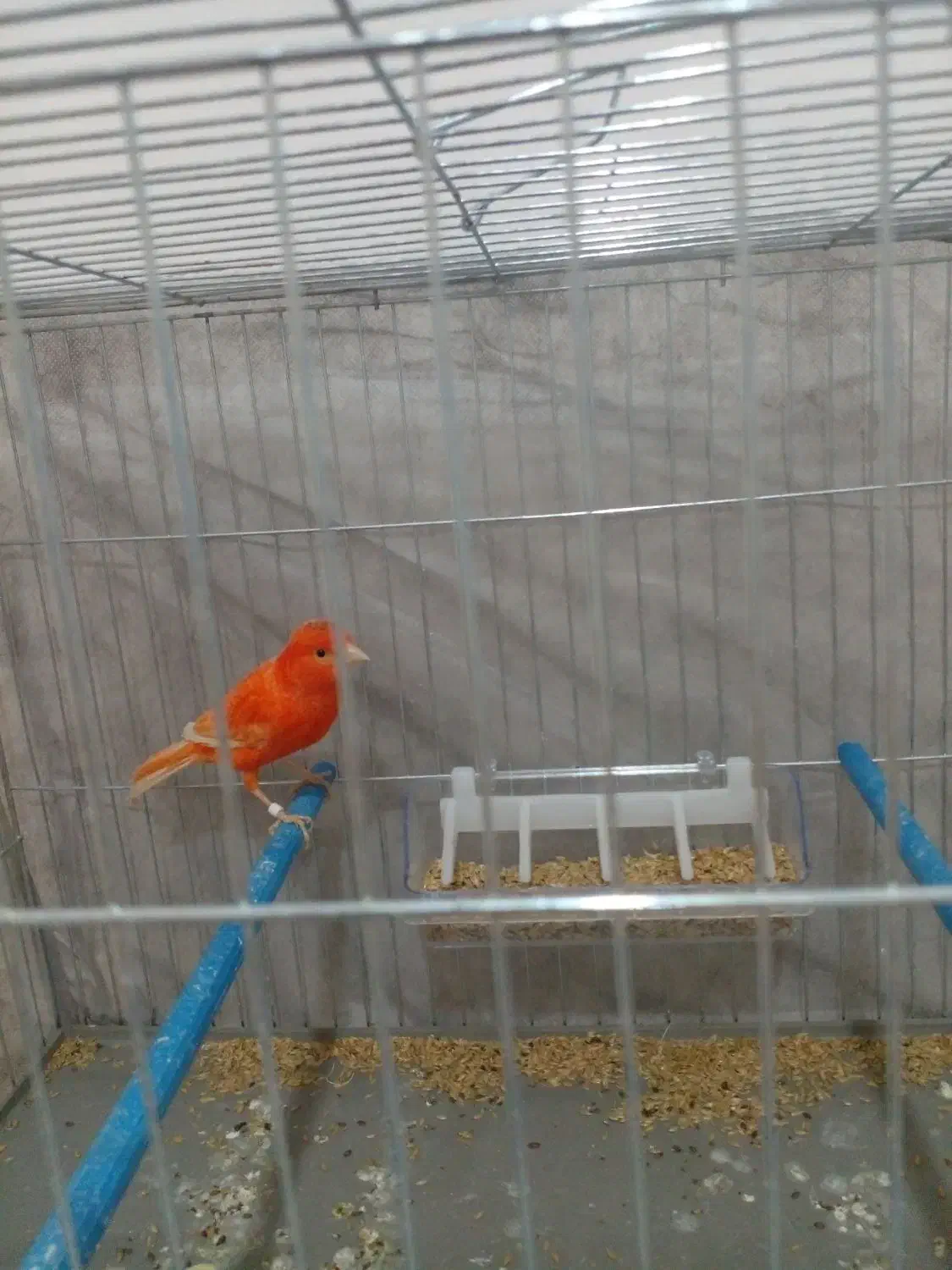 قناری|پرنده|اردبیل, |دیوار