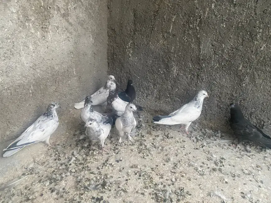 بچه کفتر پرشی|پرنده|یزد, |دیوار