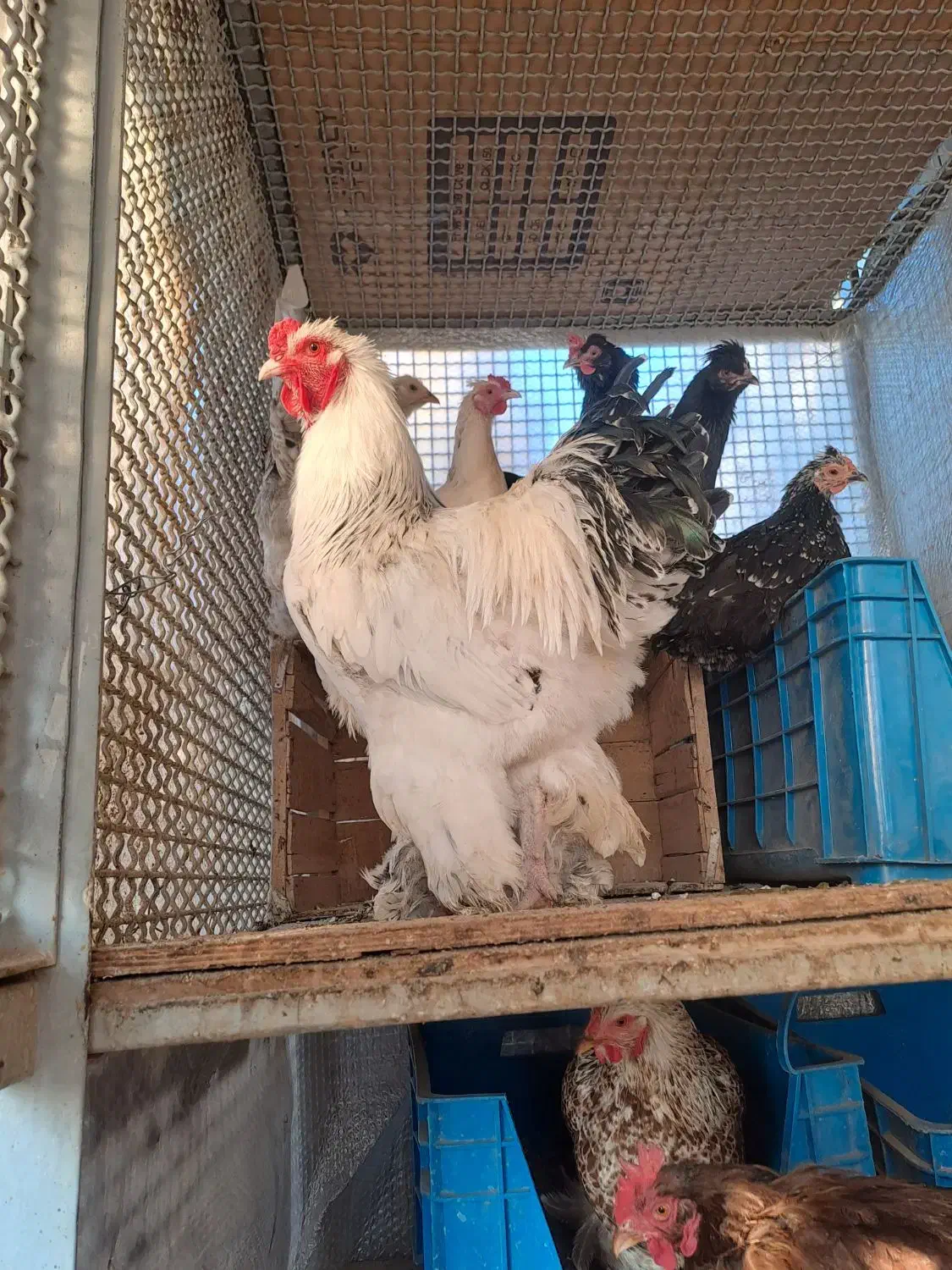 چندتا خروس|حیوانات مزرعه|ری, سیزده آبان|دیوار