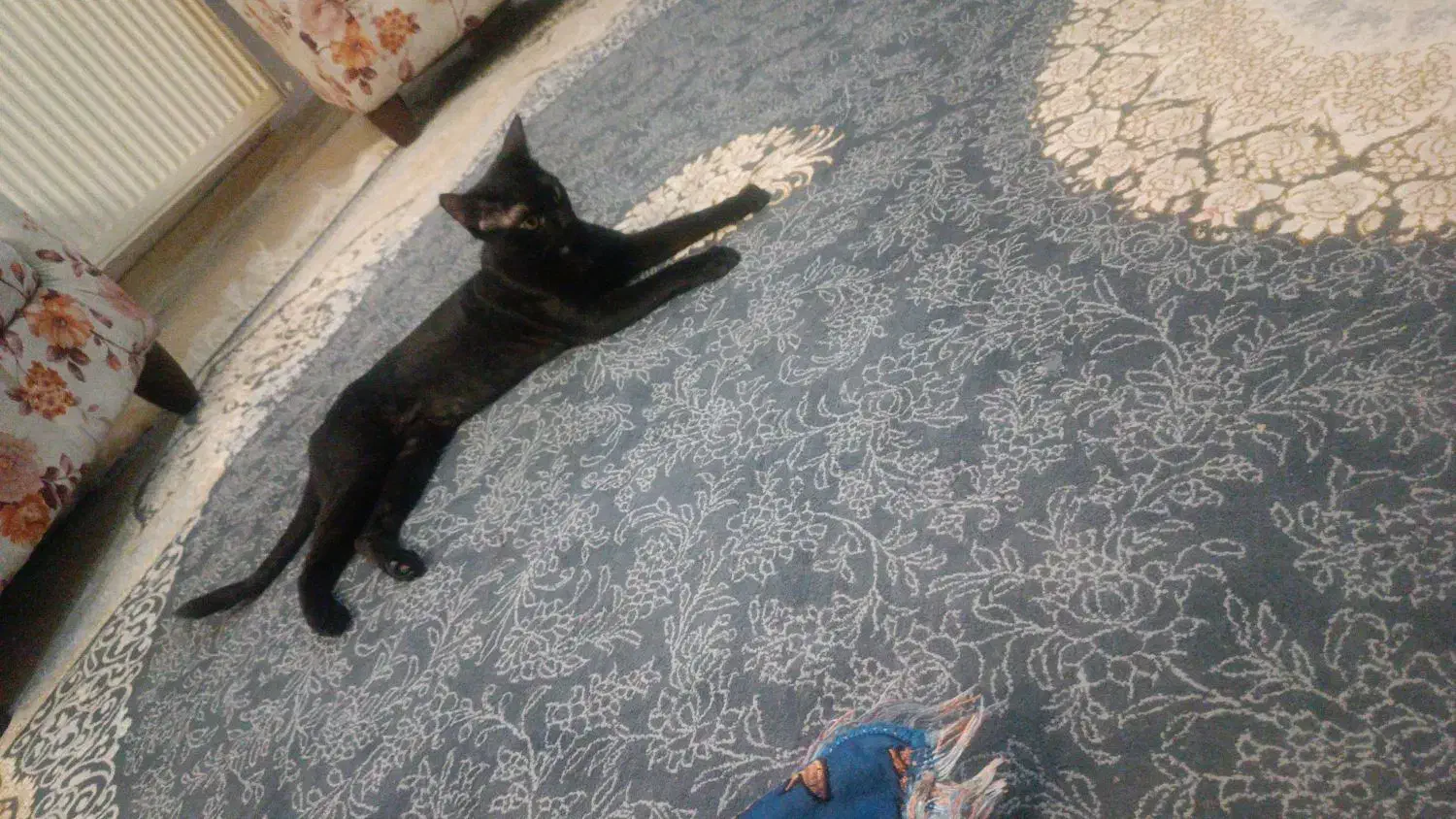 واگذاری گربه|گربه|پرند, فاز ۵|دیوار