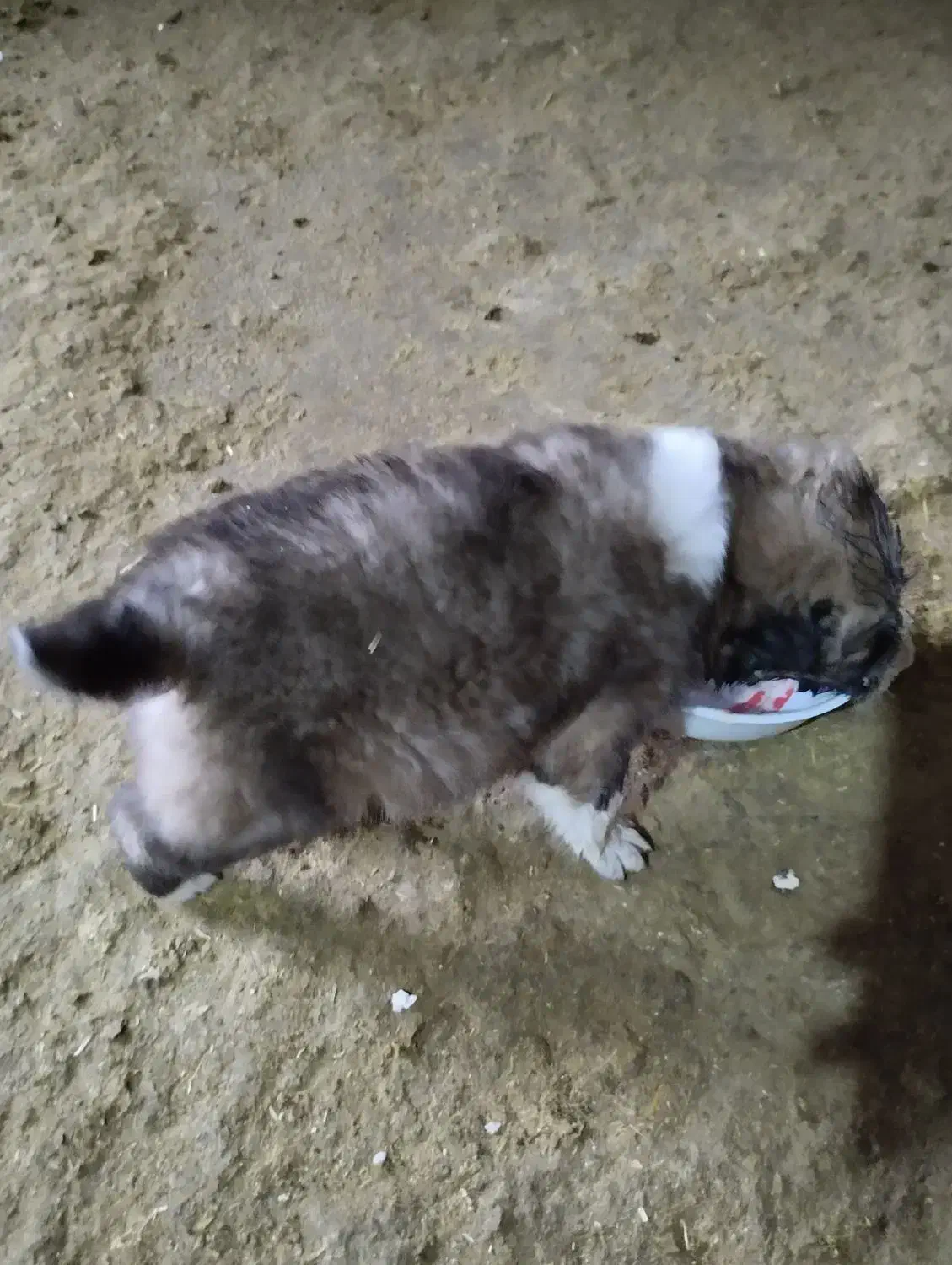 قهدریجان نر|سگ|اسدآباد, |دیوار