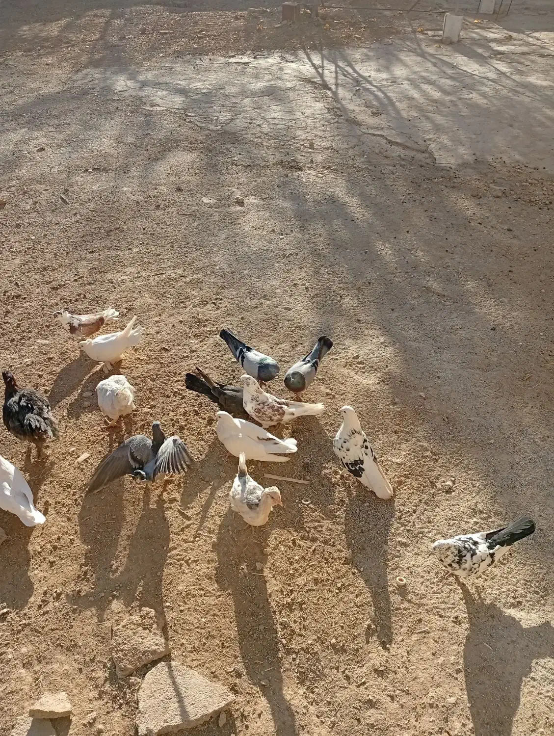 غاز مرغ کبوتر|حیوانات مزرعه|لاران, |دیوار