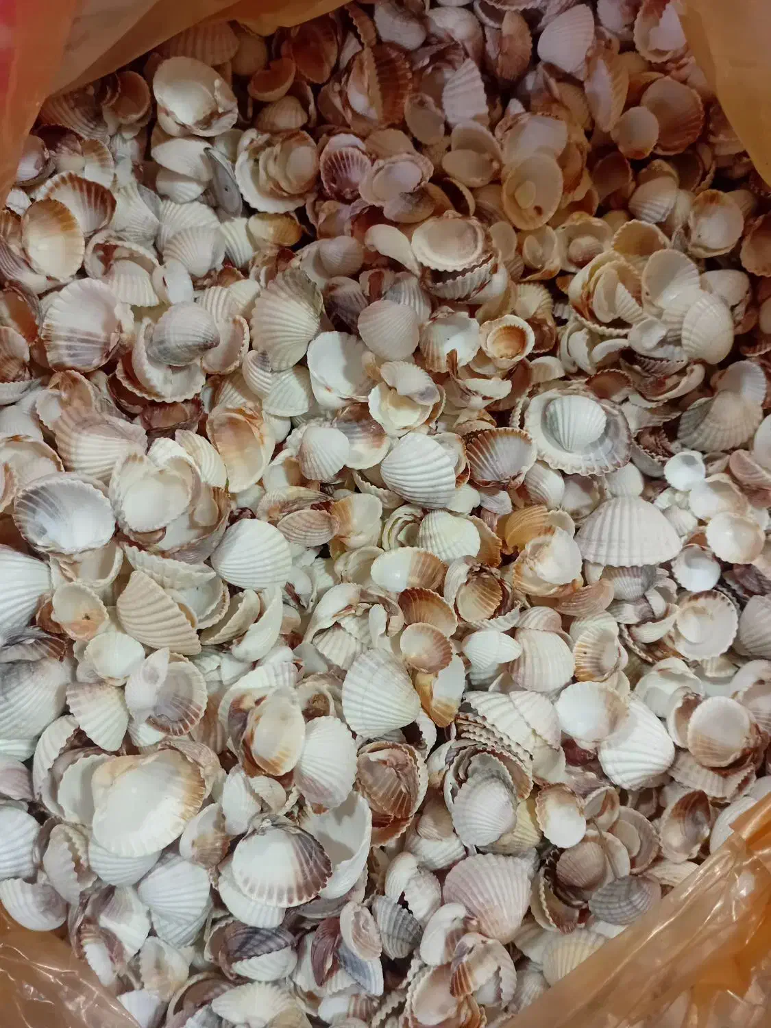 صدف|ماهی|مشهد, فاطمیه|دیوار