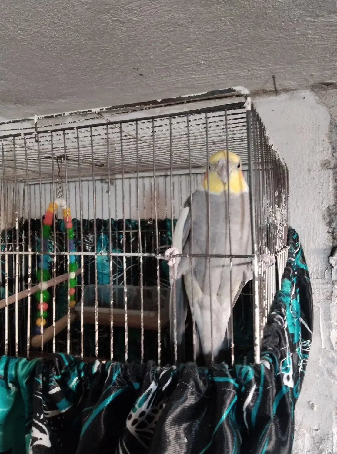 عروس سخنگو|پرنده|کرج, خرمدشت|دیوار