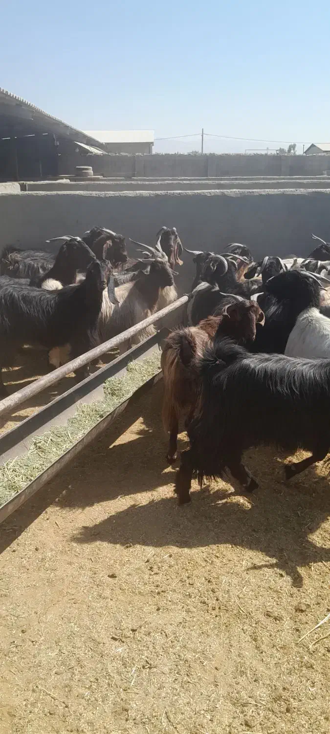 بز داشتی ترکی درجه یک|حیوانات مزرعه|شیراز, حومه شیراز|دیوار