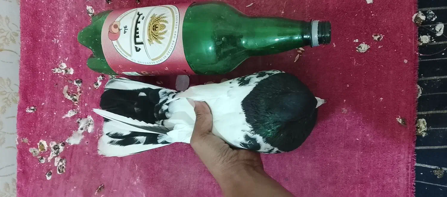 کبوتر کله سیاه|پرنده|حمیدیه, |دیوار