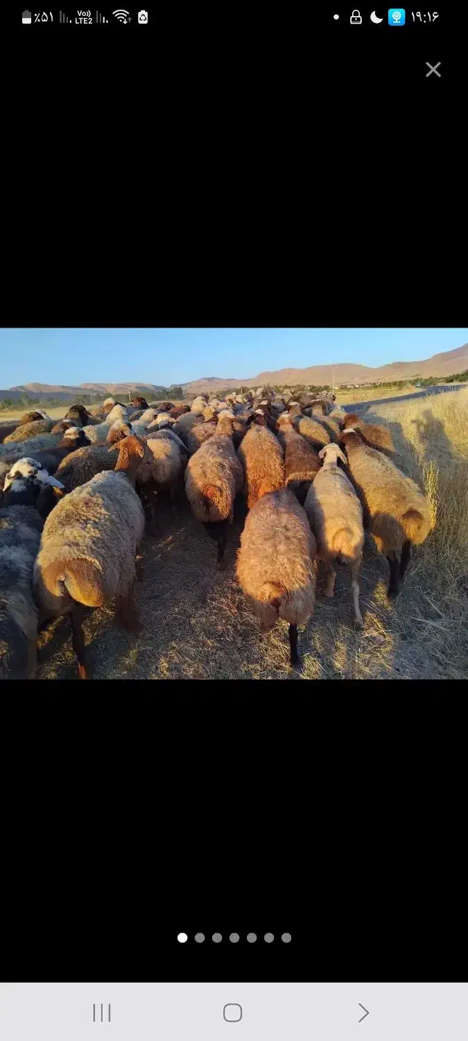 به یک نفر چوپان نیازمندم برای چرخاندن گوسفند|استخدام سرایداری و نظافت|قروه, |دیوار