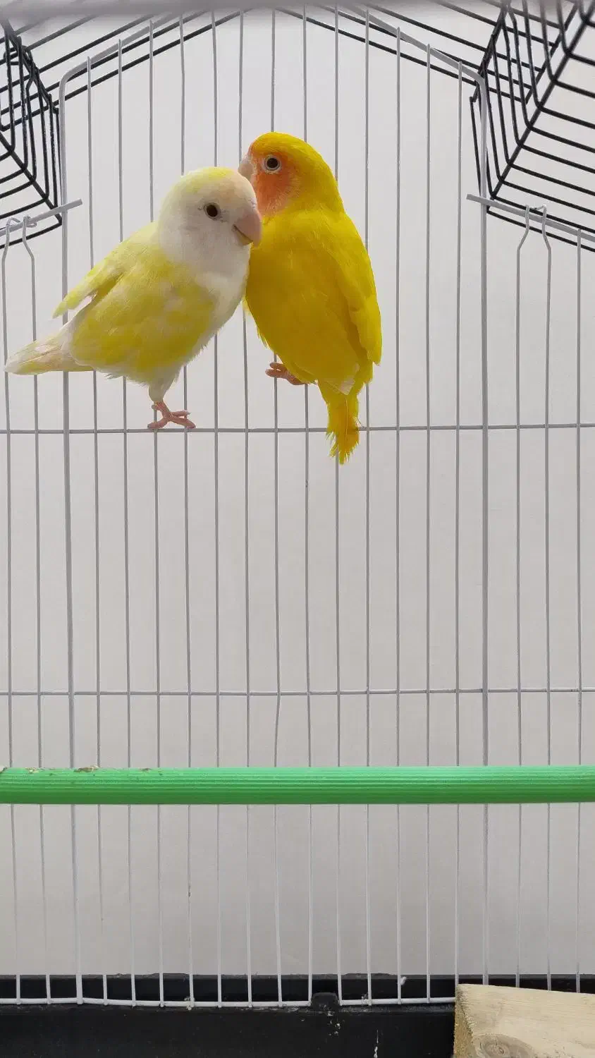 کوتوله برزیلی|پرنده|رشت, نیکمرام|دیوار