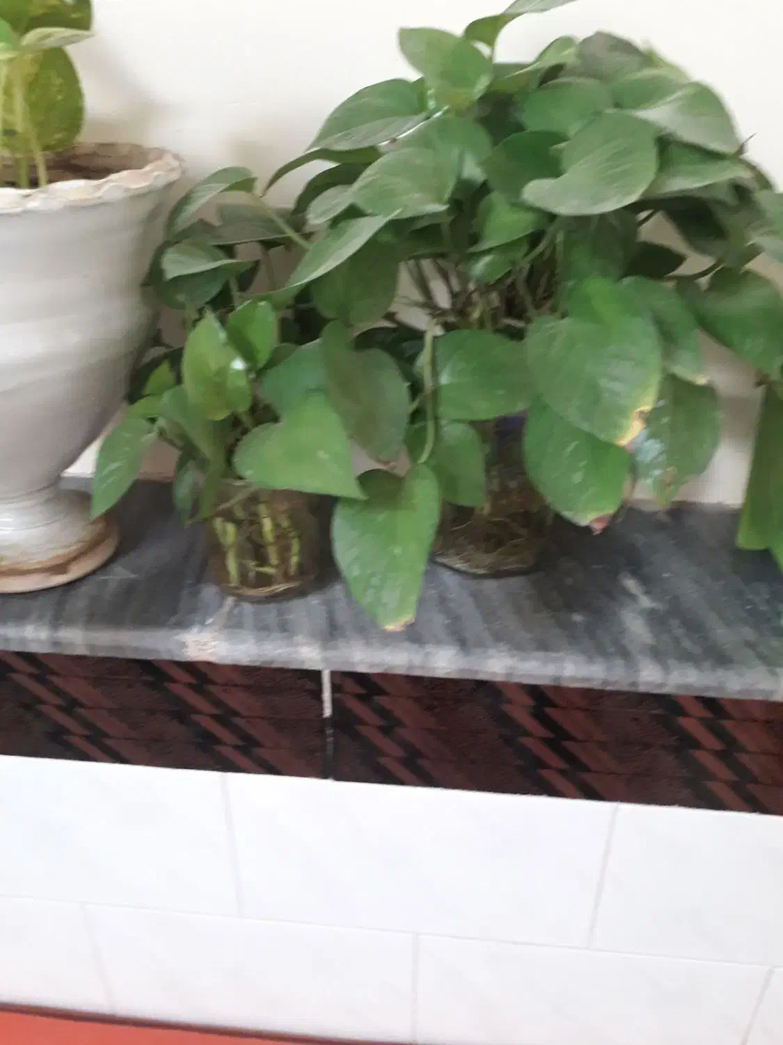 گل پتوس شاخه ای ۱۳ هزار|گل و گیاه طبیعی|سبزوار, زینبیه|دیوار