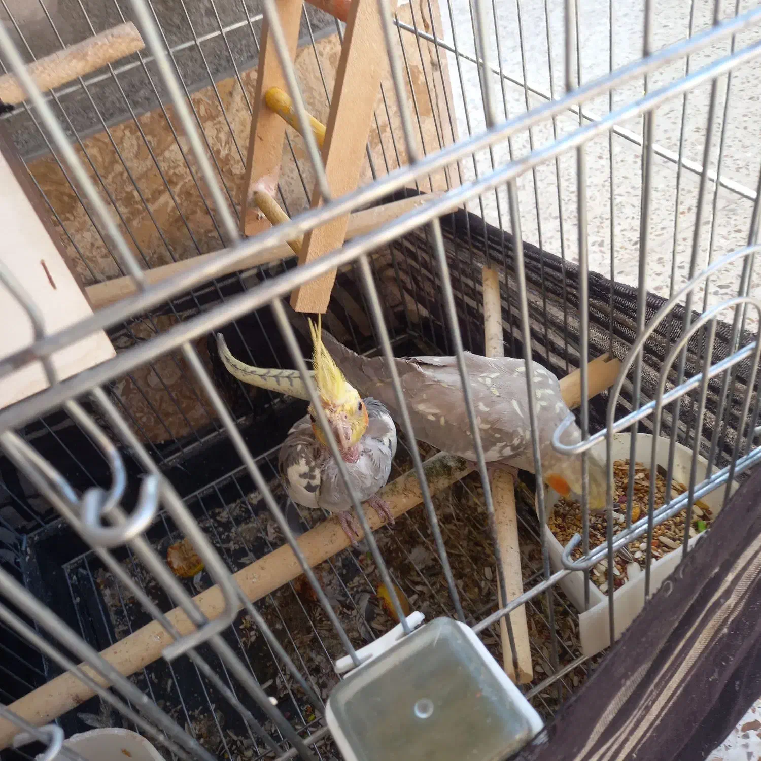 جفت عروس هلندی|پرنده|رابر, |دیوار