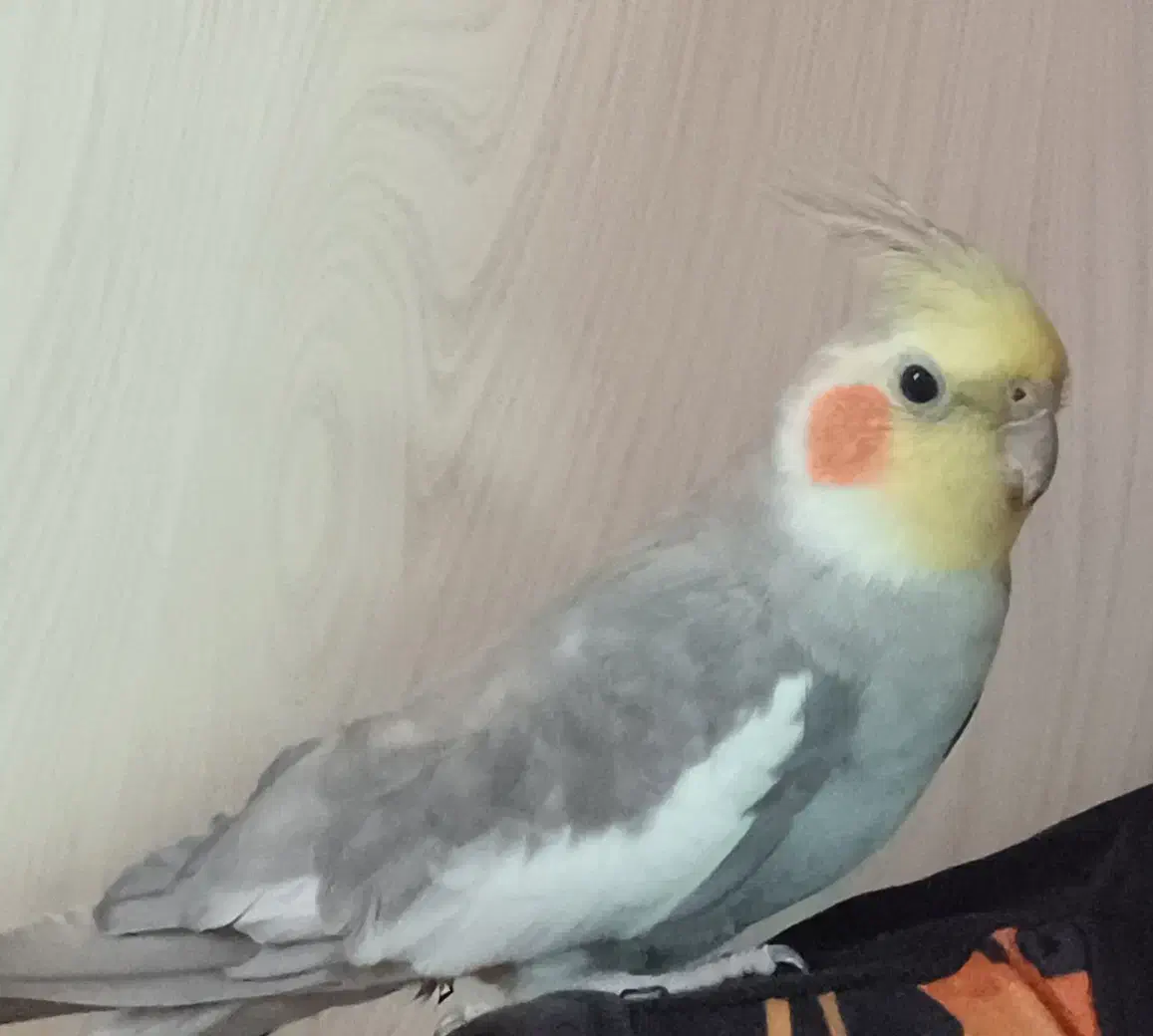 عروس هلندی نر گمشده|حیوانات|اراک, |دیوار