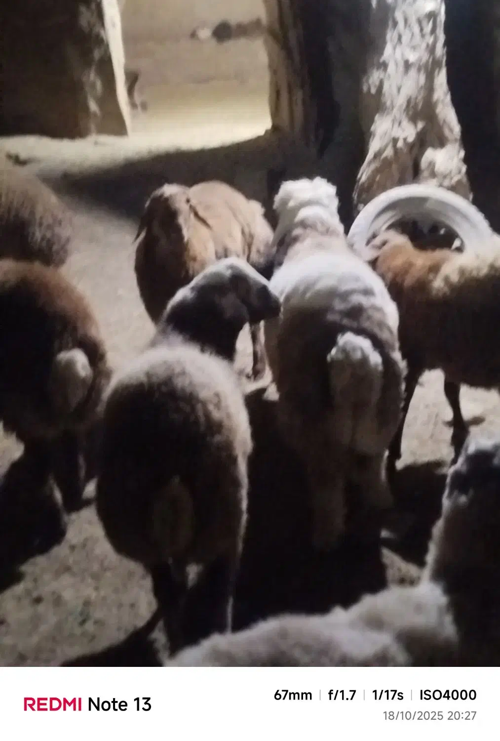 فروش9عدد بره زنده چاق اما کاملا ارگانیک و طبیعی|حیوانات مزرعه|درگز, |دیوار