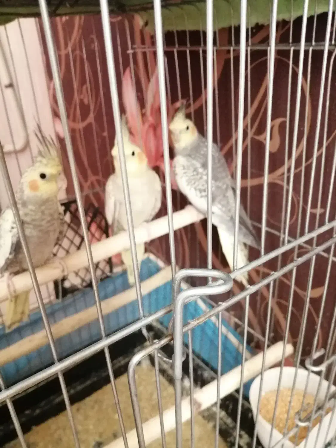 عروس هلندی|پرنده|اقبالیه, |دیوار