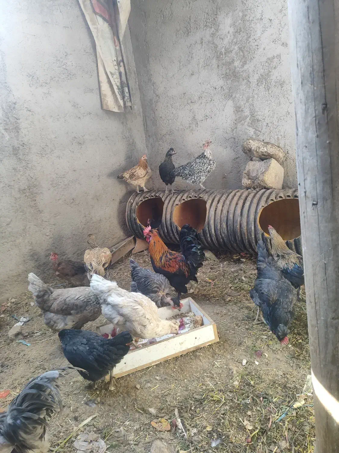 خروس گلین|حیوانات مزرعه|کهریزک, |دیوار