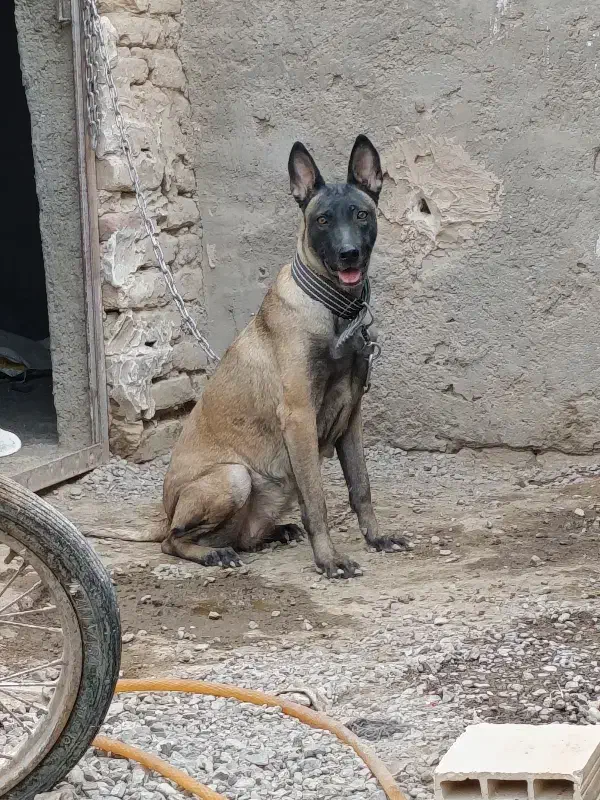 ماده مالینویز|سگ|بم, |دیوار