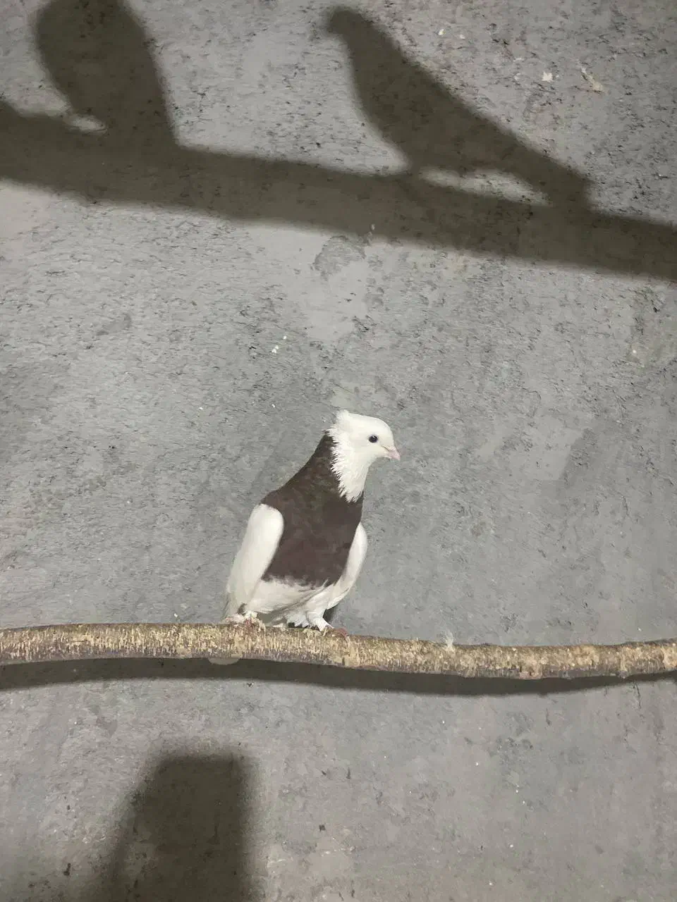 تعداد ۲۵ عدد کبوتر طوقی و دوکت|پرنده|پیر بکران, |دیوار