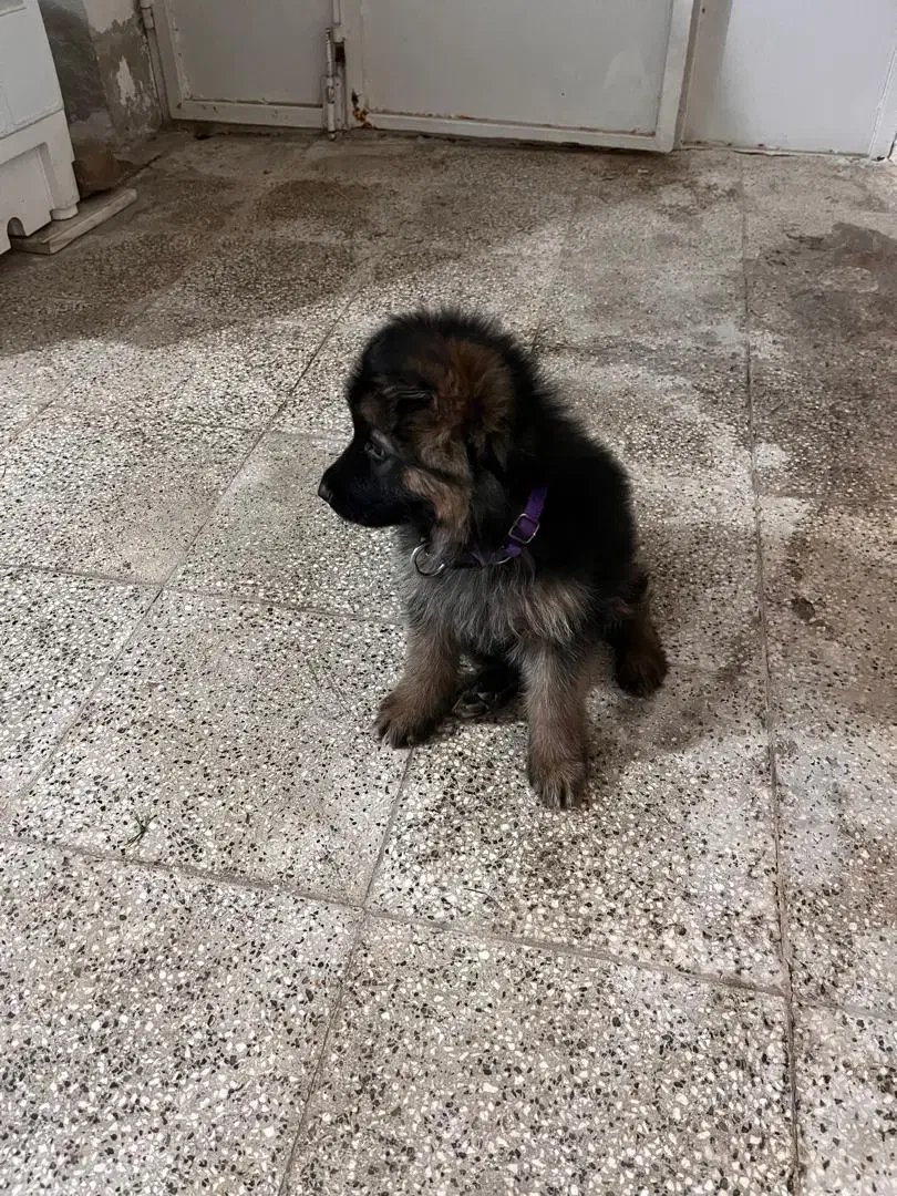 ژرمن شولاین مو بلد 3ماهه|سگ|نیشابور, هفده شهریور|دیوار