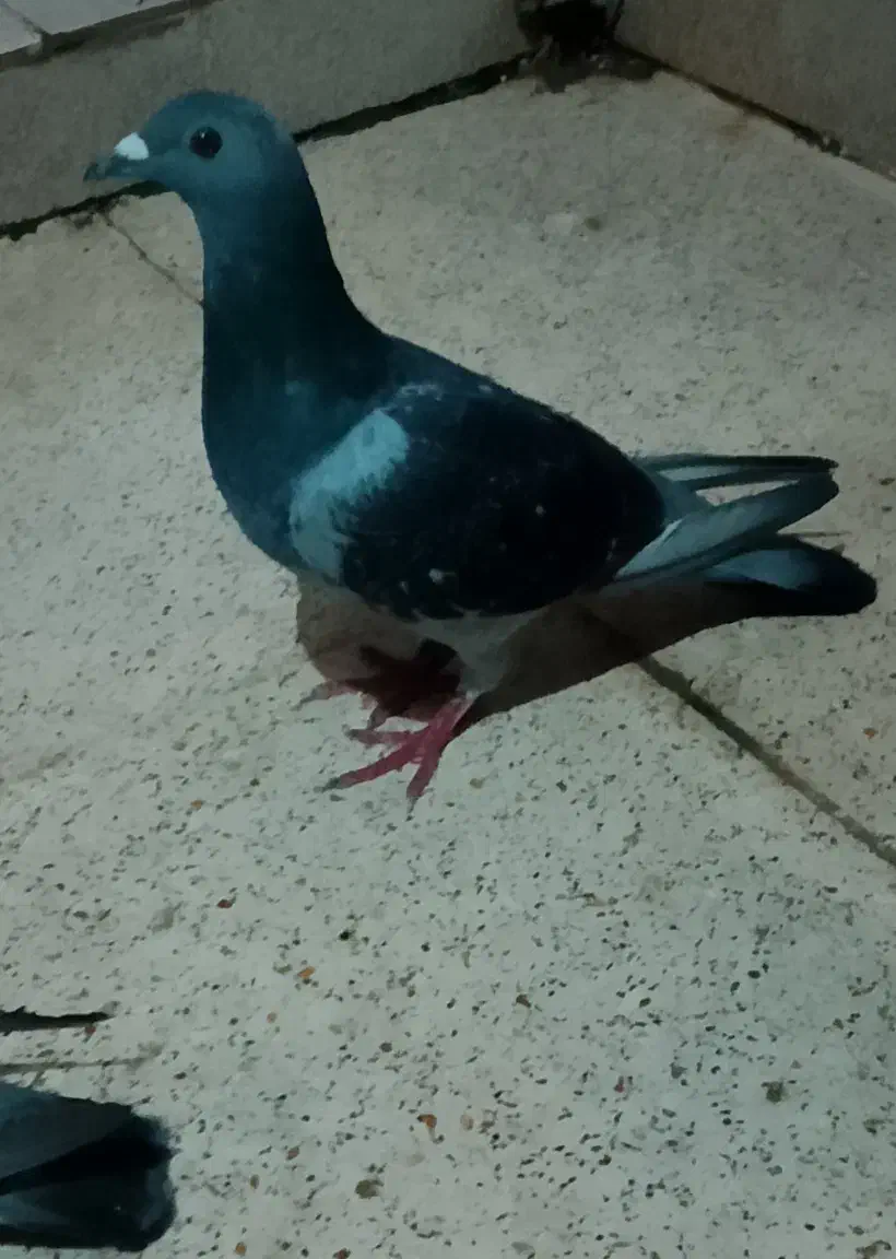 یک جفت کبوترپلاکی|پرنده|بندر ماهشهر, |دیوار