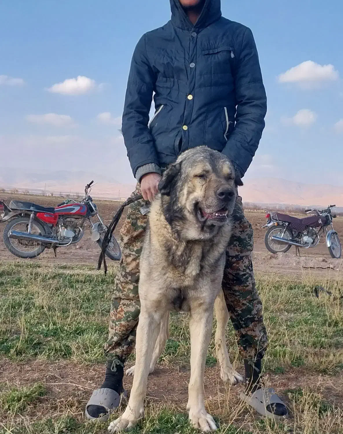 پژدره خالص|سگ|سلطانیه, |دیوار