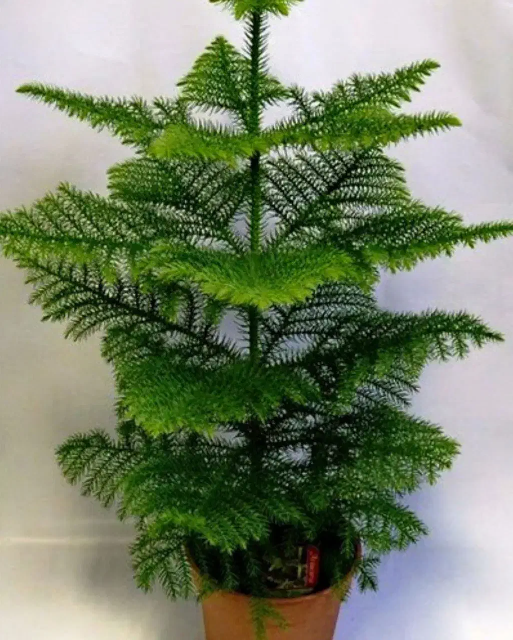 دیزاین خاص با گل و گیاه و همراه مشاوره رایگان|خدمات باغبانی و درختکاری|آق قلا, |دیوار