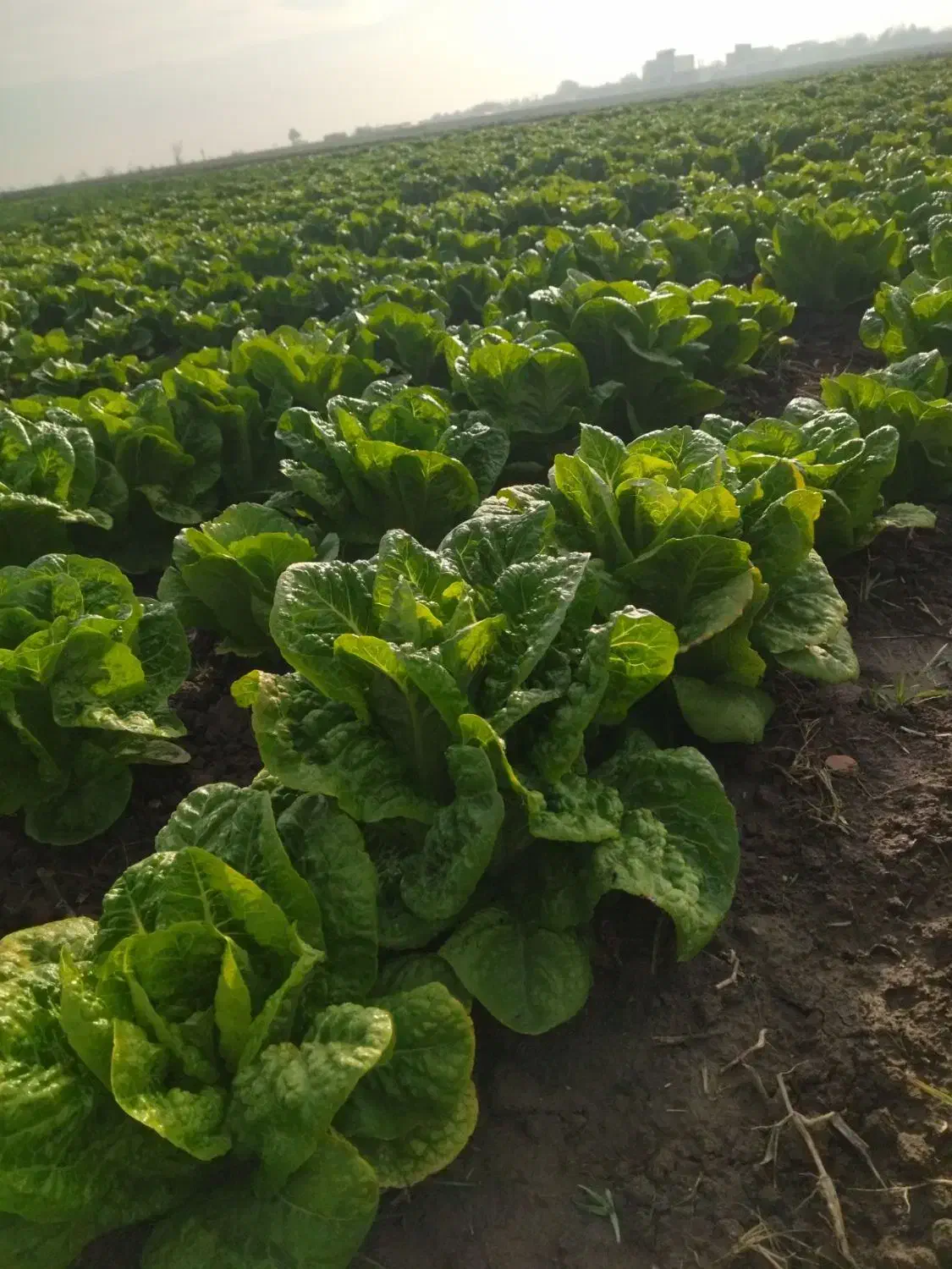 کاهو و گل کلم|گل و گیاه طبیعی|دلند, |دیوار