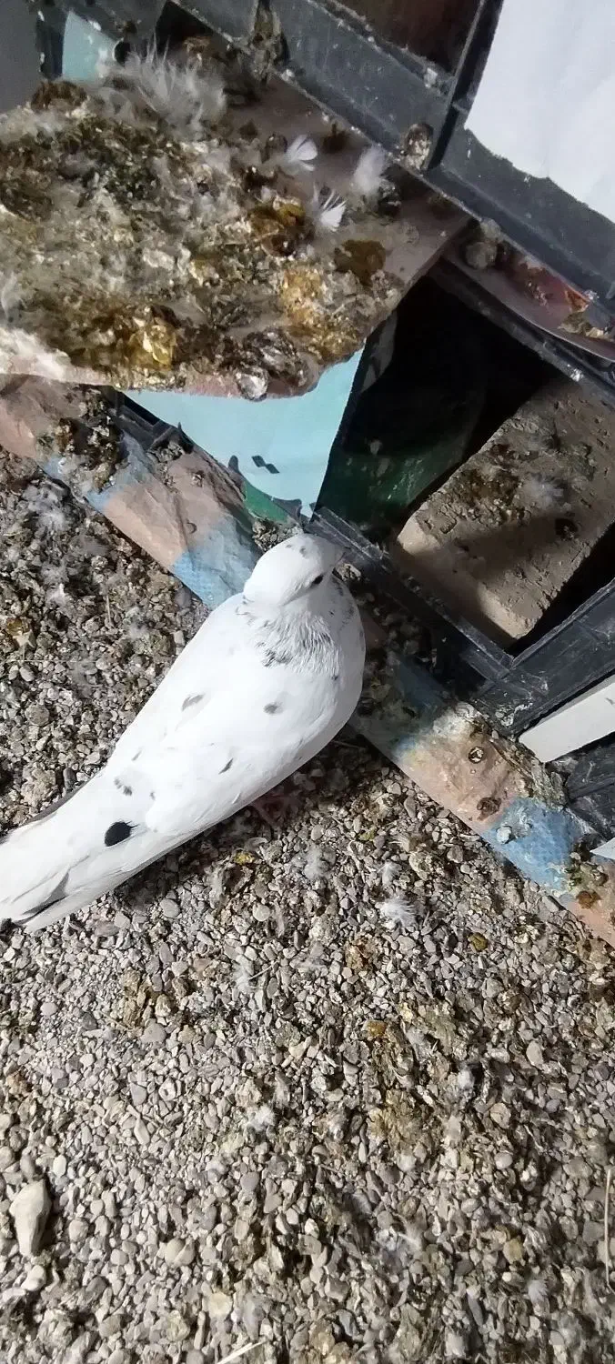 کبوتر|پرنده|ایوان, |دیوار