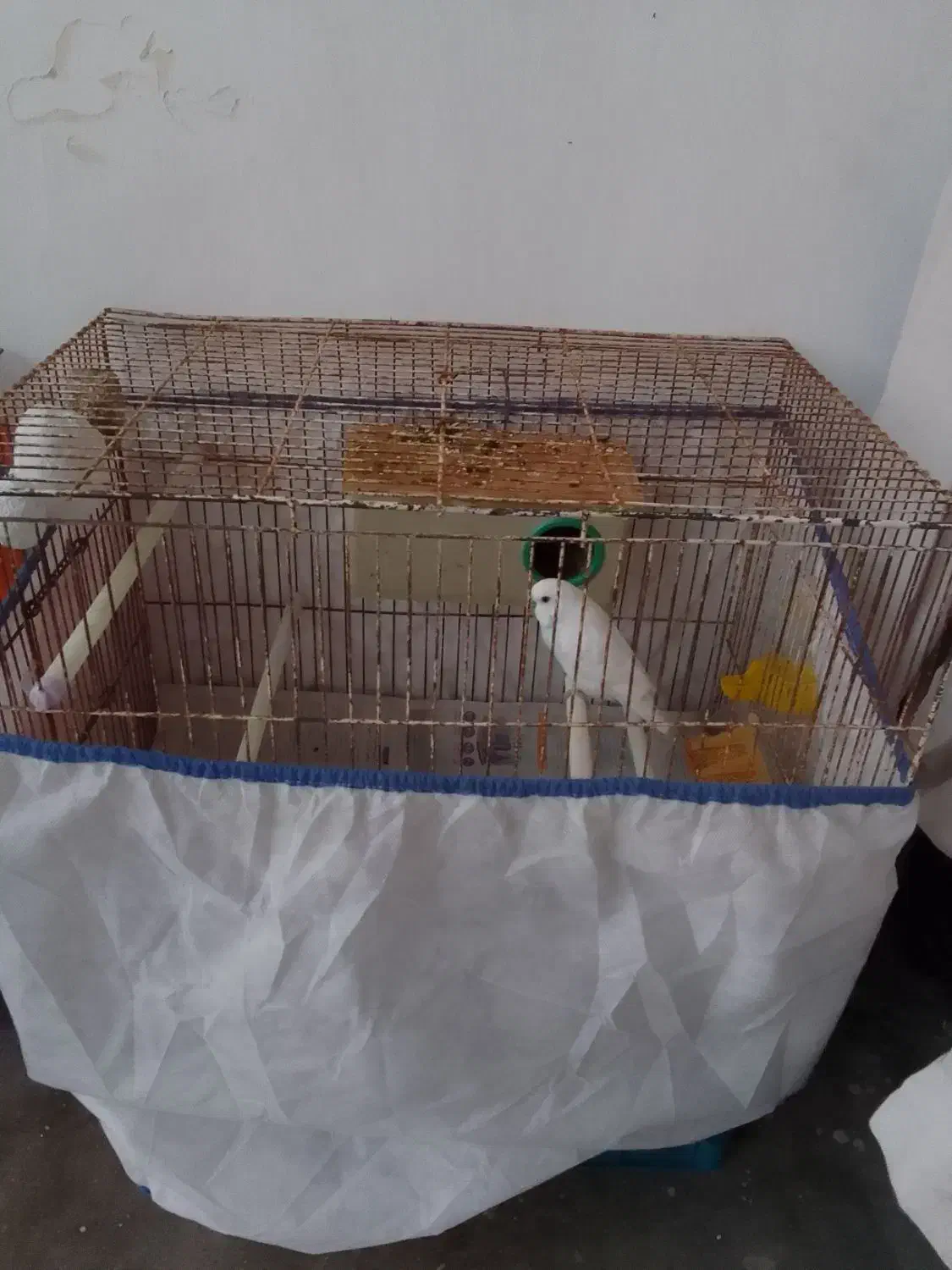 دو عدد مرغ عشق به فروش میرسد|پرنده|بندر انزلی, جهانگانی|دیوار